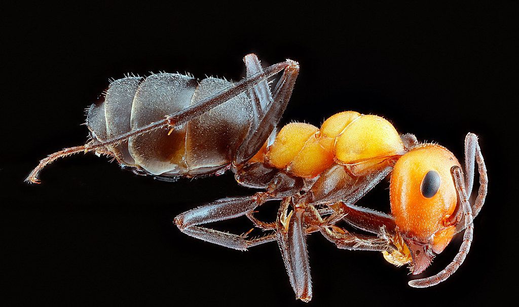 Ant Control service in Tracy, CA