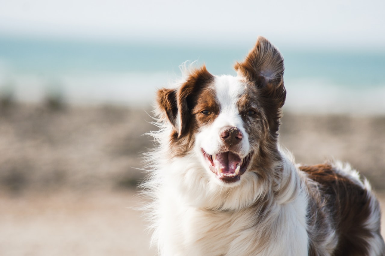 Flea & Tick Control service in Tracy, CA