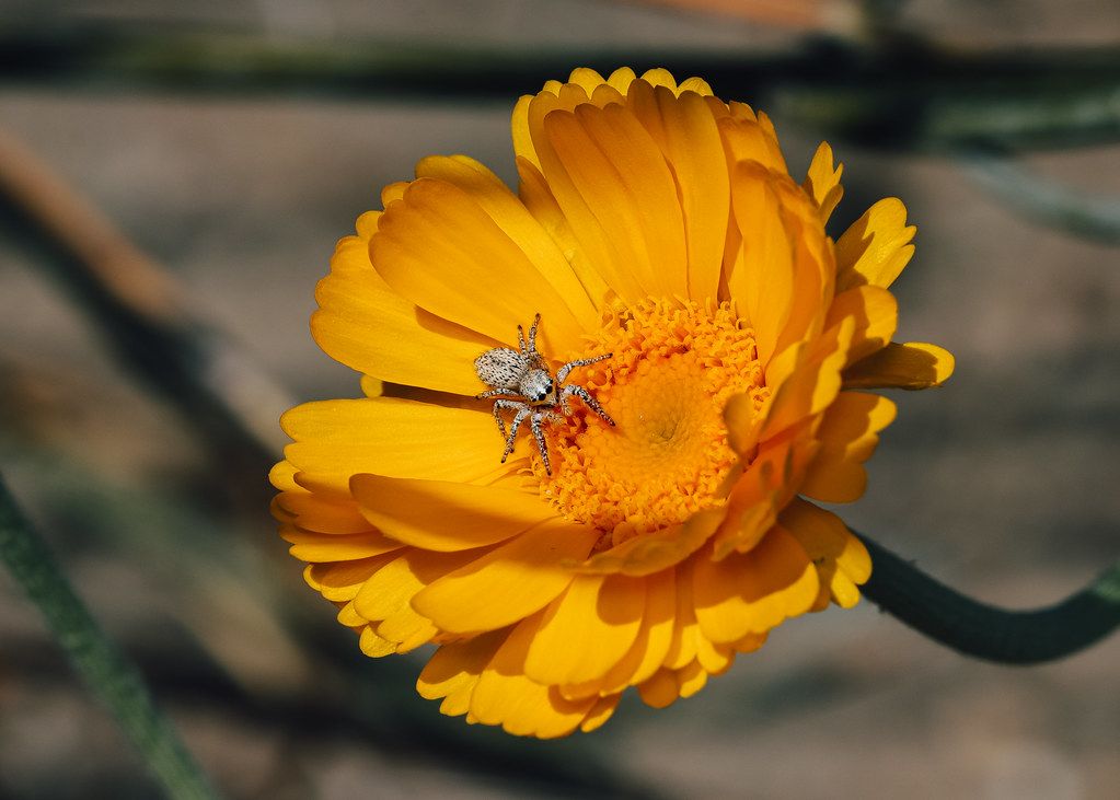 Spider Control service in Tracy, CA